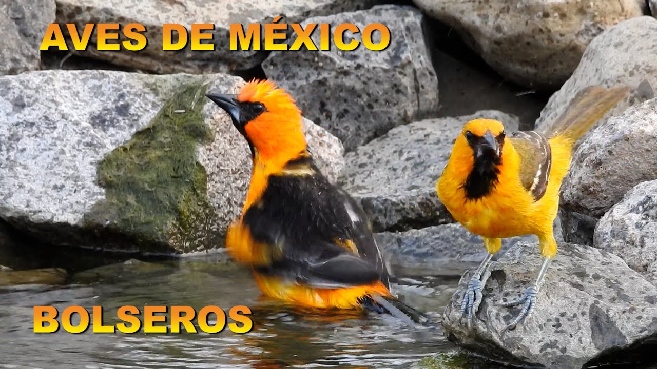 AVES DE MÉXICO. LOS BOLSEROS O CALANDRIAS. FAMILIA ICTERIDAE. MEXICAN BIRDS
