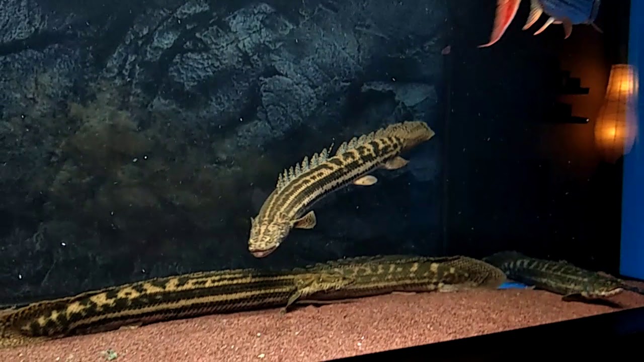 PBB Polypterus bichir bichir