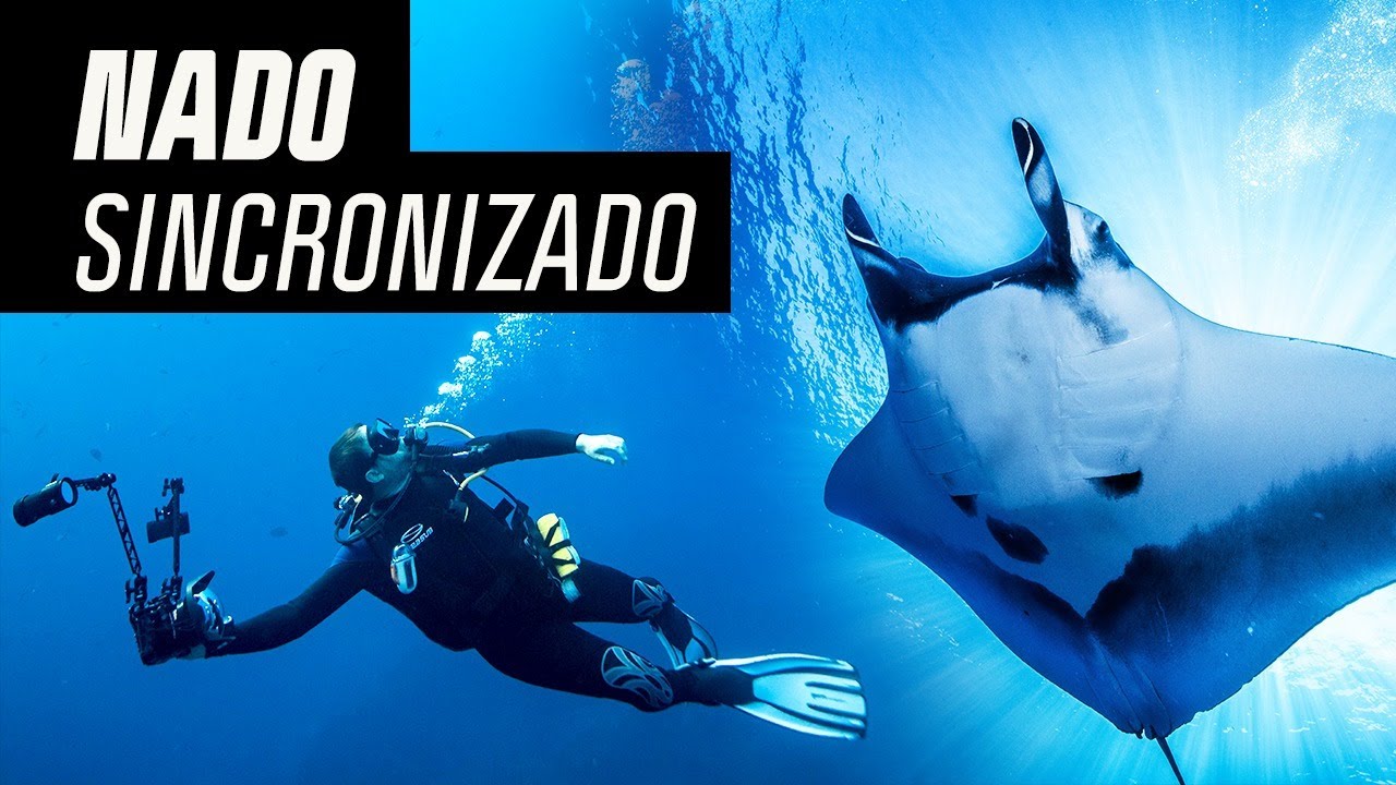 Raias-Manta gigantes nadam lado a lado com Sofia Graça Aranha | Ameaçados | Canal OFF