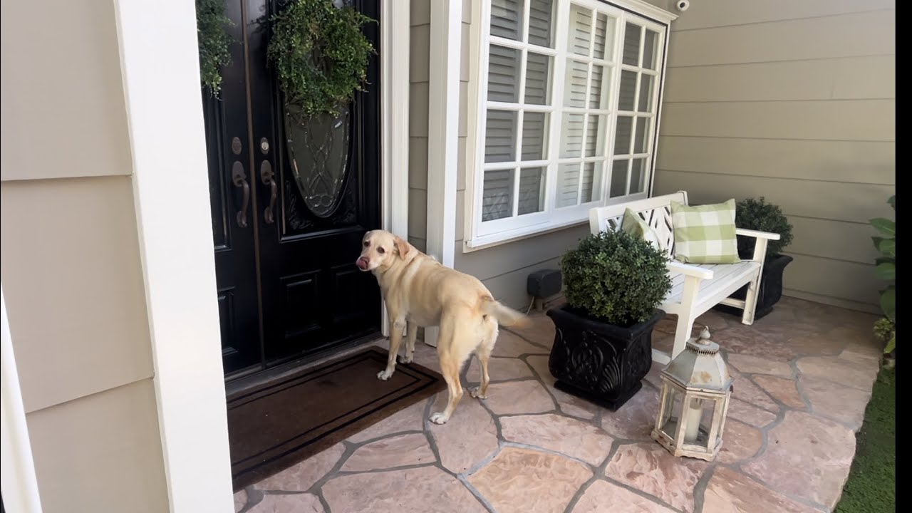 My Dog Has To See My Neighbor Every Day And Ring Her Doorbell