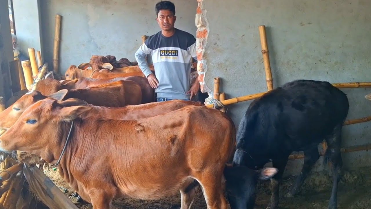 @আজ ১৩/২/২৬ | গোপালগঞ্জের খামারী কেমন দামে শাহীওয়াল জাতের ষাড় বাছুর গরু কিনলেন?