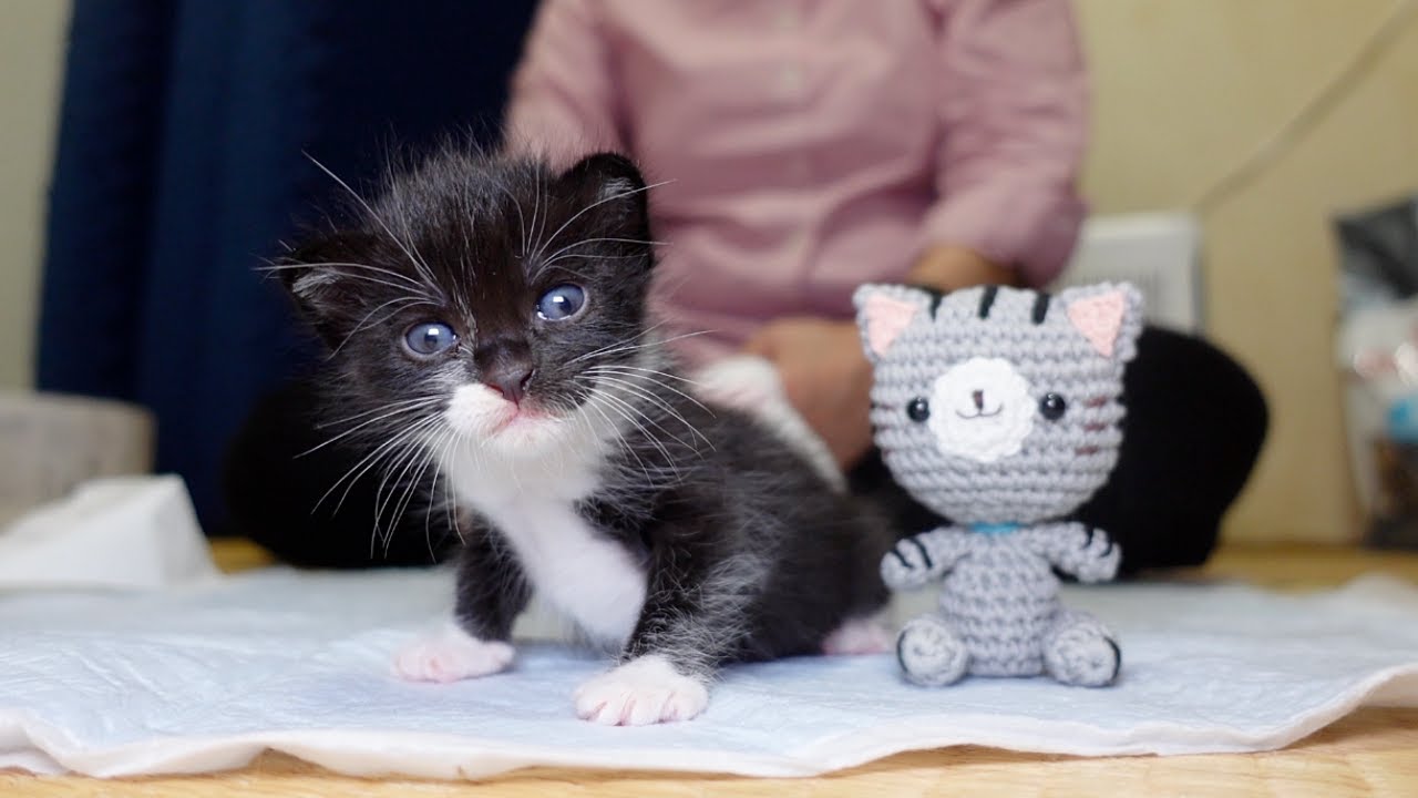 う◯ちまみれの子猫をお風呂へ…