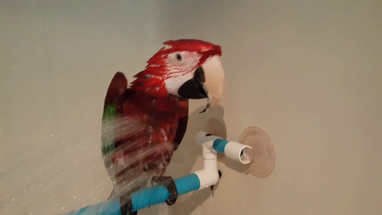 Donner une douche à son perroquet - How to give your parrot a shower