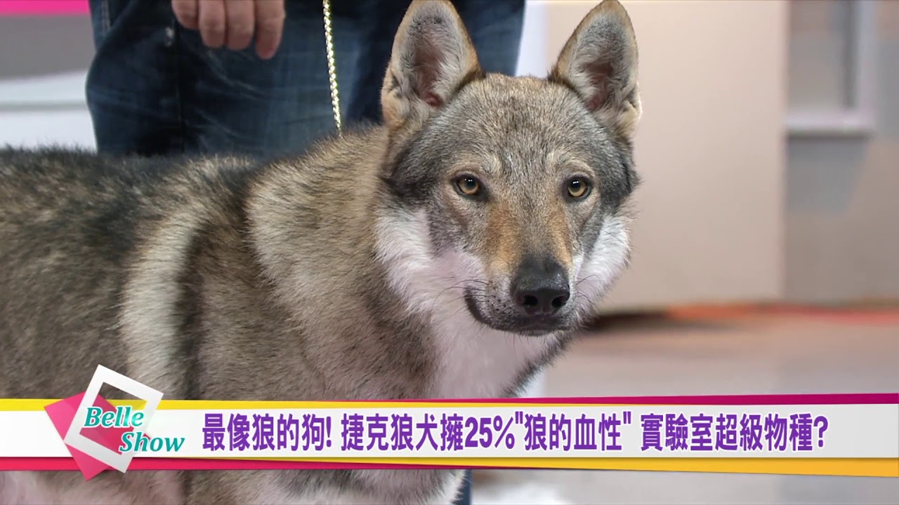 最像狼的狗! 捷克狼犬擁25%"狼的血性" 實驗室超級物種? 國民大會 20190318 (預告)