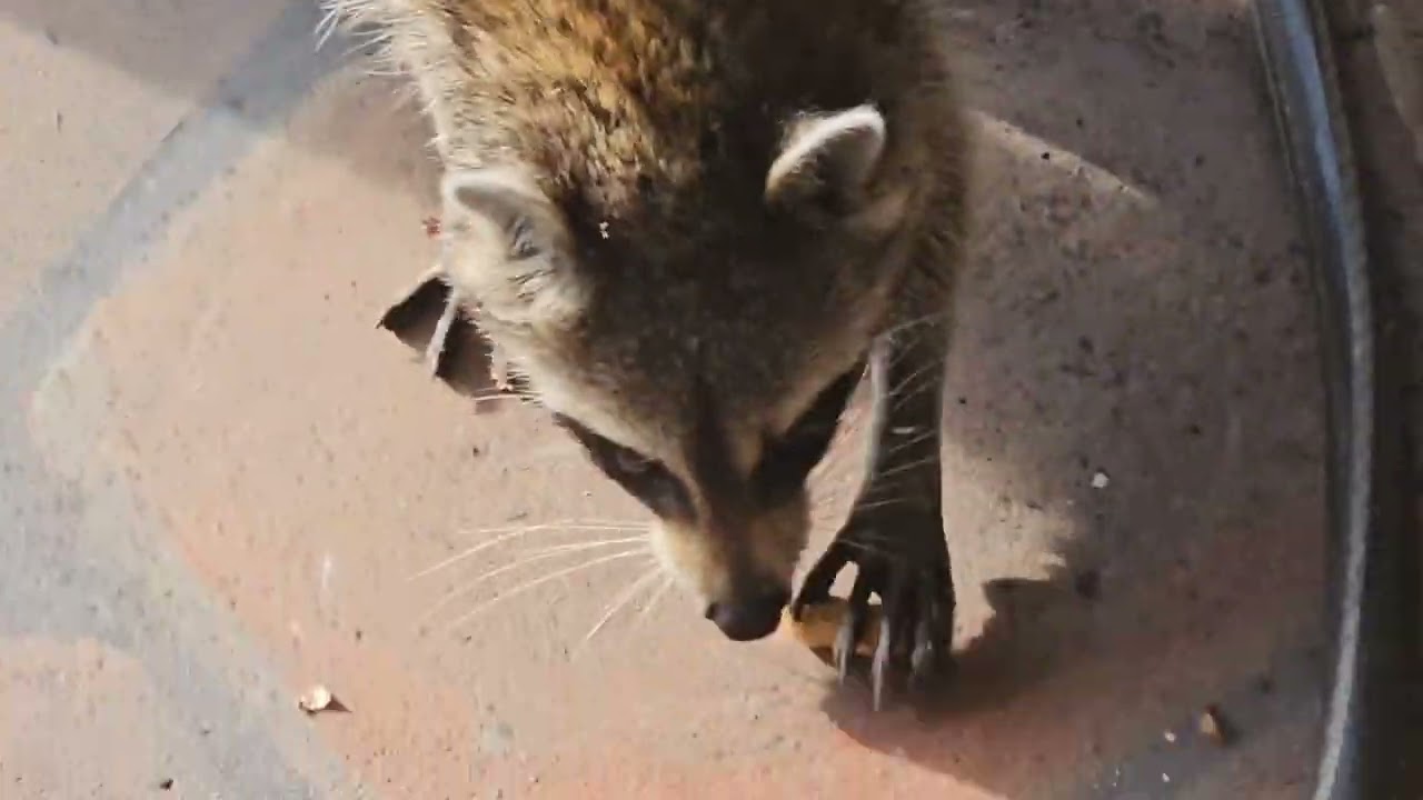 Bold Racoon comes for a snack