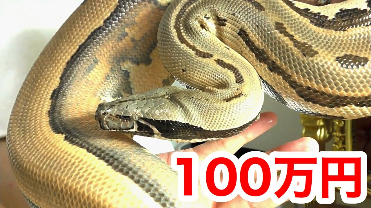 総額１００万円以上のヘビ達を飼育する男の家が凄過ぎた・・・！