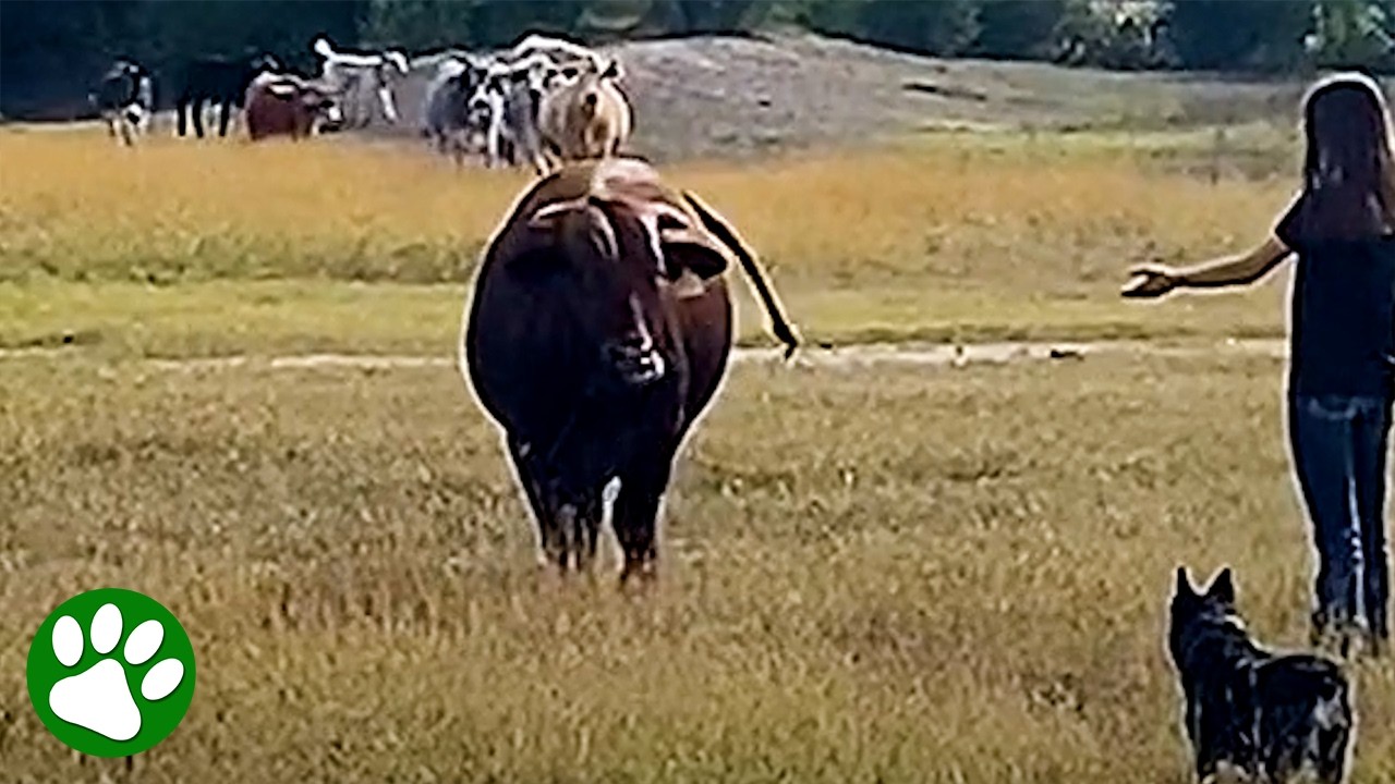 Giant Bull Reunited With The Girl Who Raised Him
