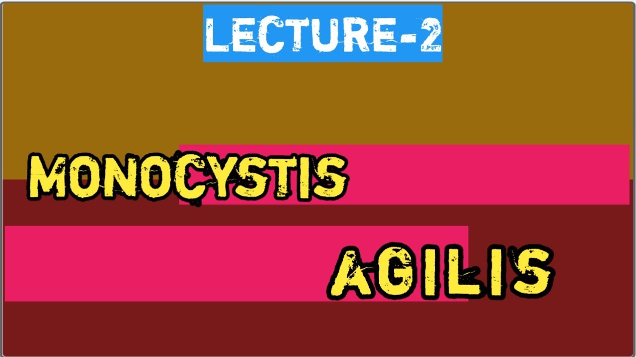 Monocystis agilis।