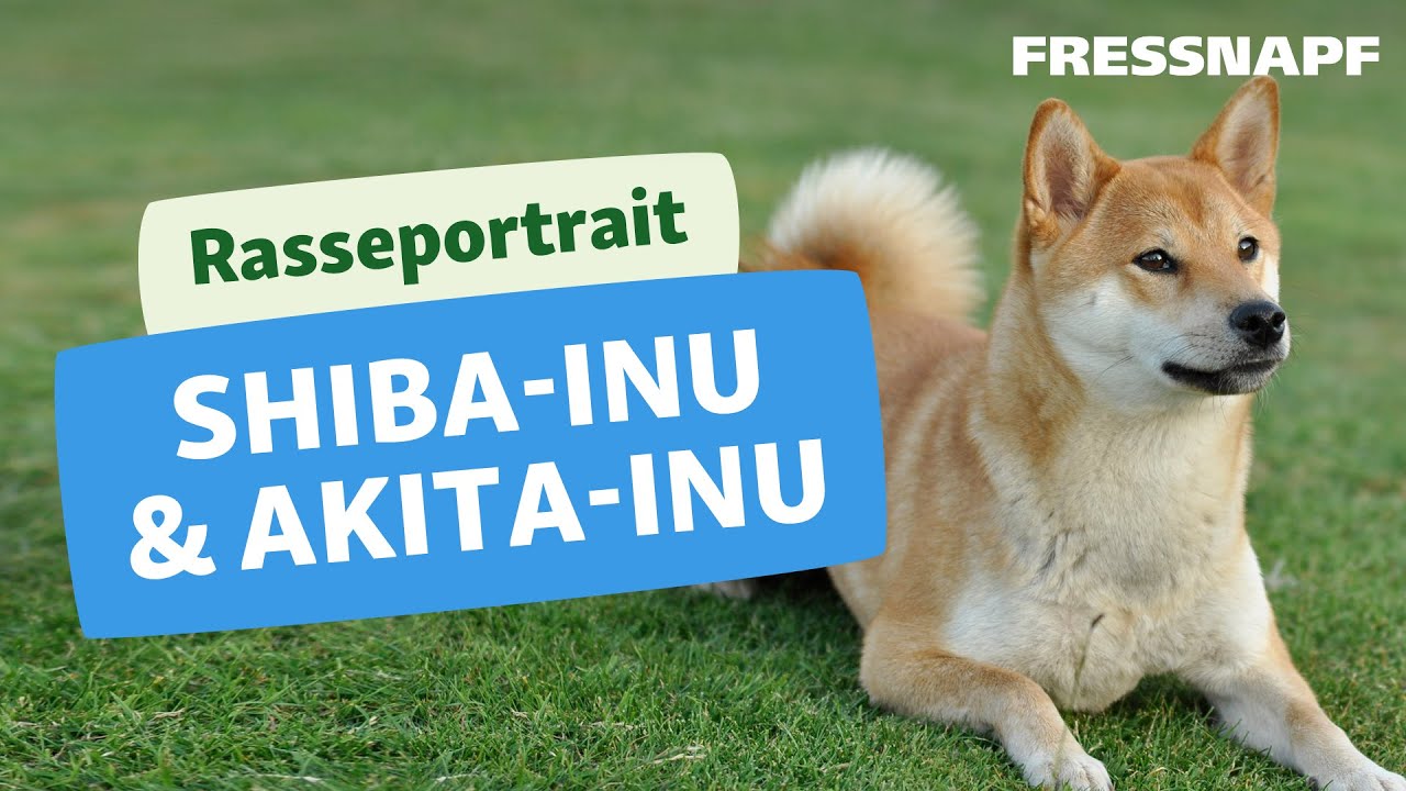 Rasseportrait: Akita Inu & Shiba Inu