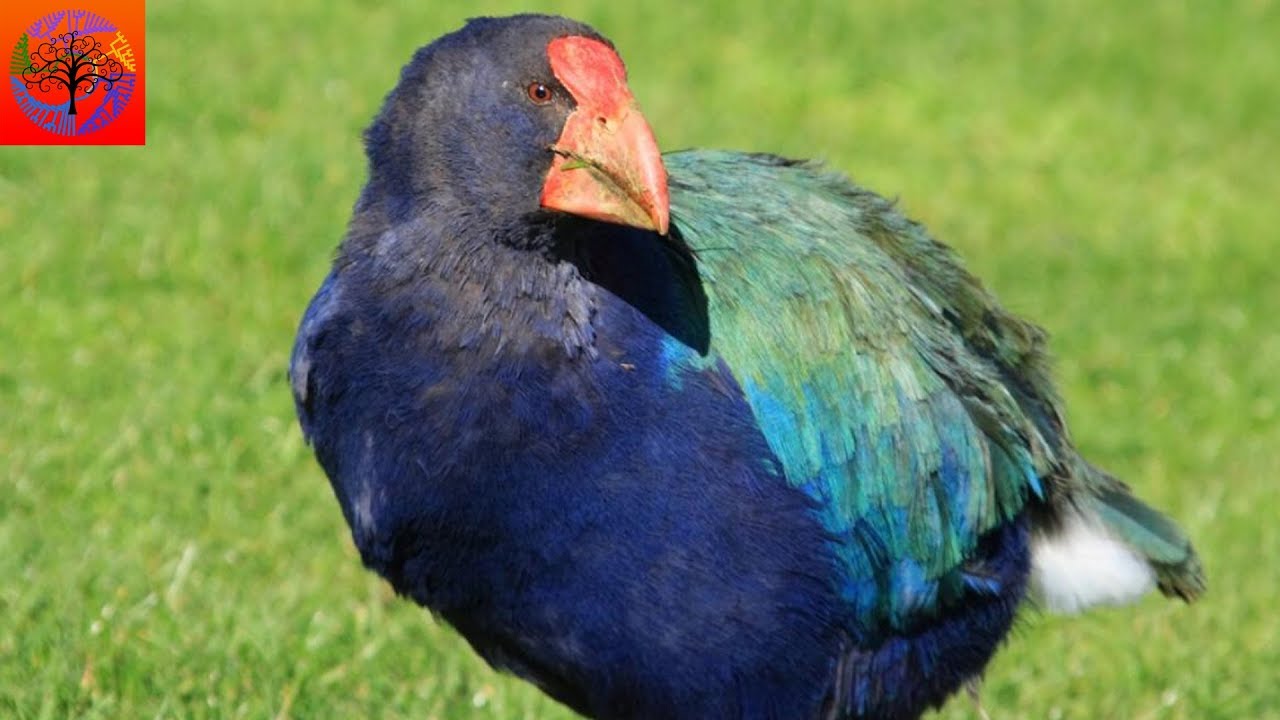 Takahē - Animal of the Week