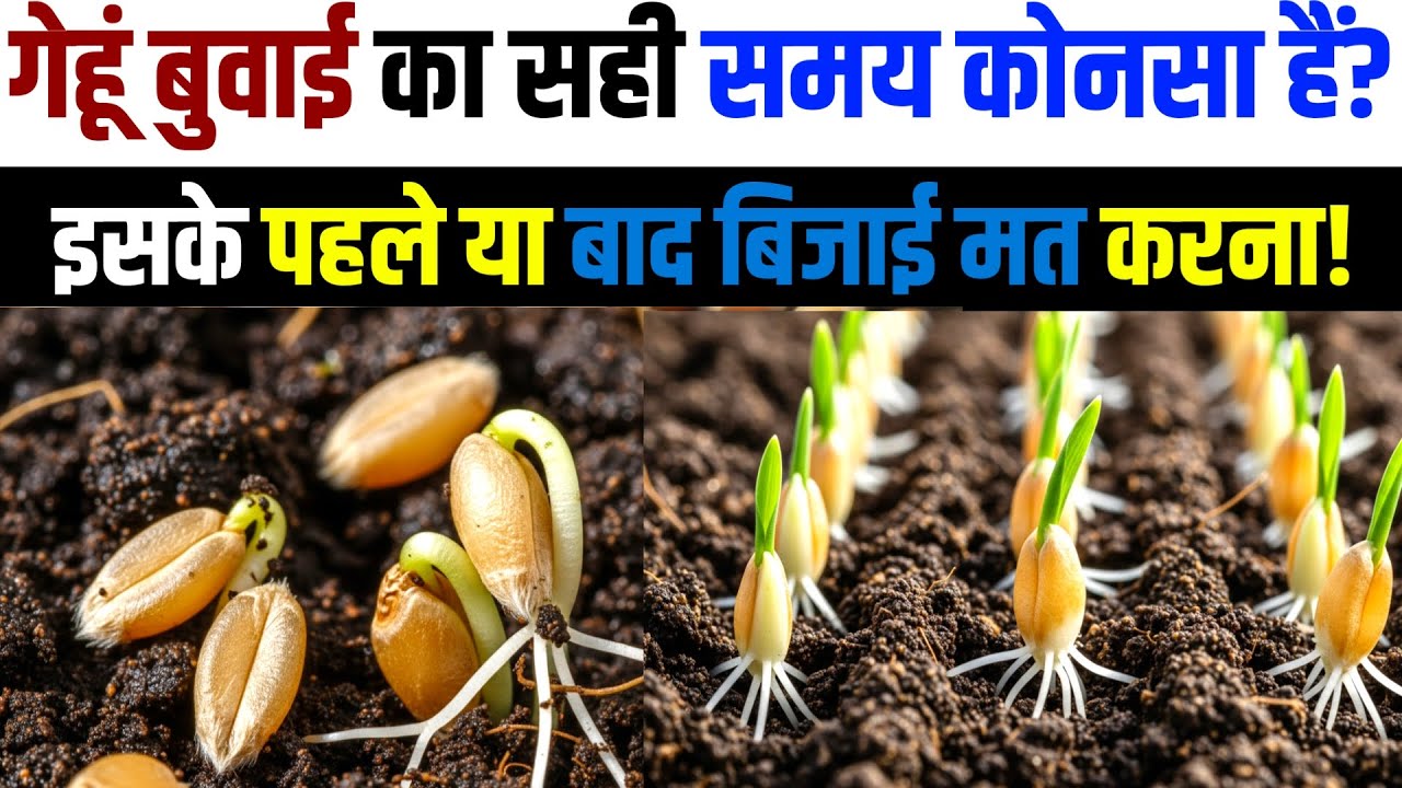 गेहूं बोने का 'गोल्डन टाइम' | अगेती vs पछेती बुवाई की A to Z जानकारी | Gehu Ki Kheti |