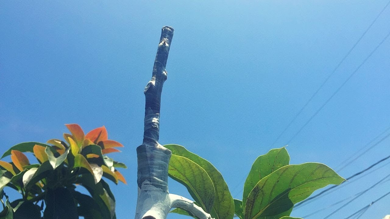 Avocado Grafting Gone Wrong! Why Grafts Fail and How to Avoid Mistakes