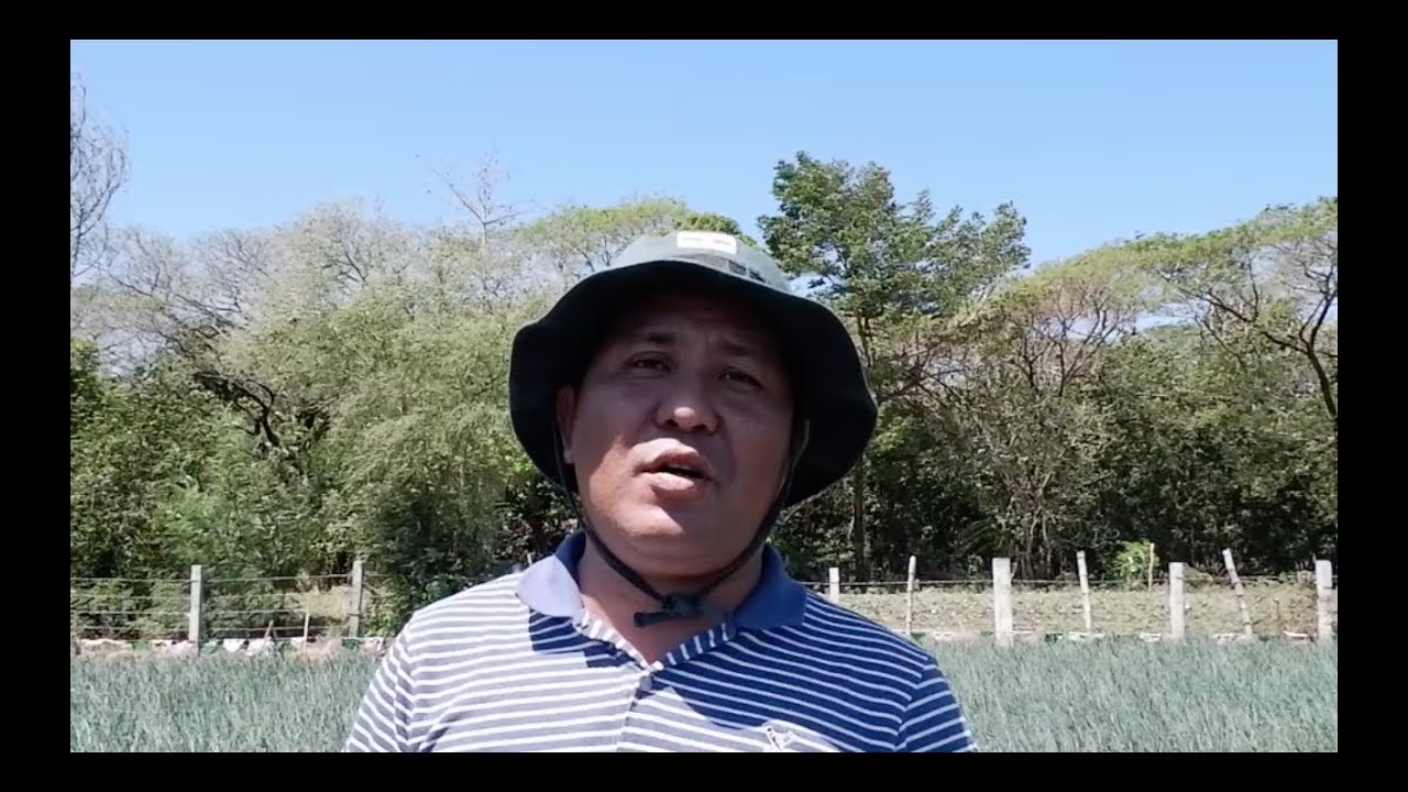 New Technology in Onion (& Vegetable) Farming in Mindoro by Engineer Pedro Dayag III