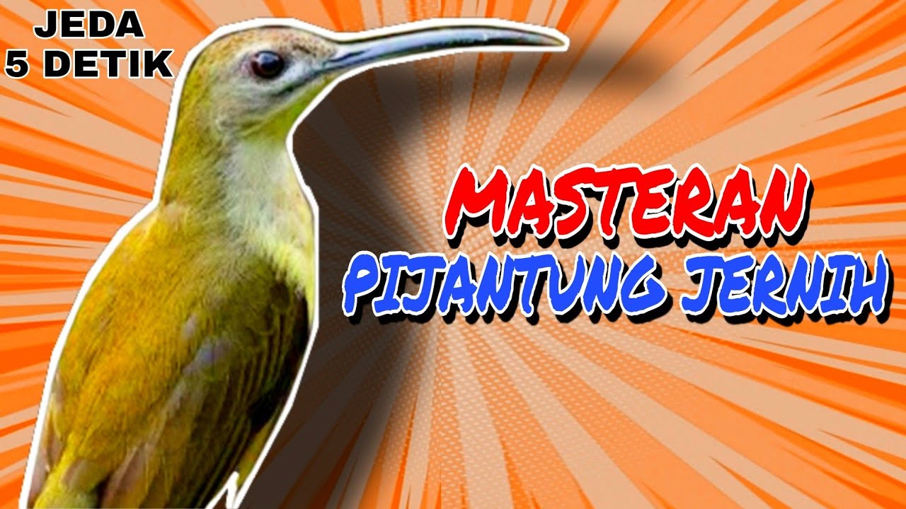 🔴Masteran Pijantung Gacor Jernih Durasi Panjang 1 Jam |Speed Rapat |Ngebren AK-47 #masteranpijantung