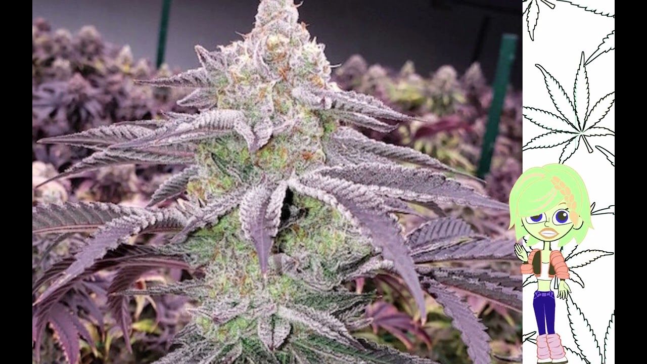 Colin OG   Ethos Genetics