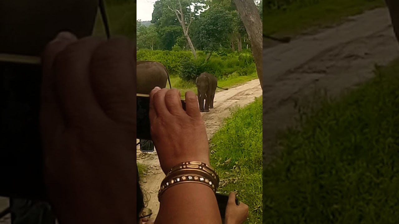 #wildlifecentury #bandipuranationalpark#karnataka elephant original sound