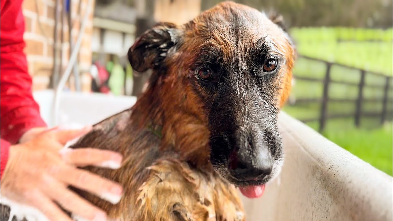 Теплые ванны для тройняшек-овчарок и старшей сестры Лили #germanshepherd
