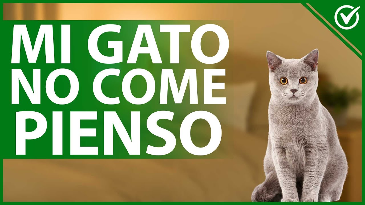 🐈 &iquest;Qu&eacute; Pasa si mi Gato no Quiere Comer Pienso? &iquest;Debo Preocuparme? 🍗🐈