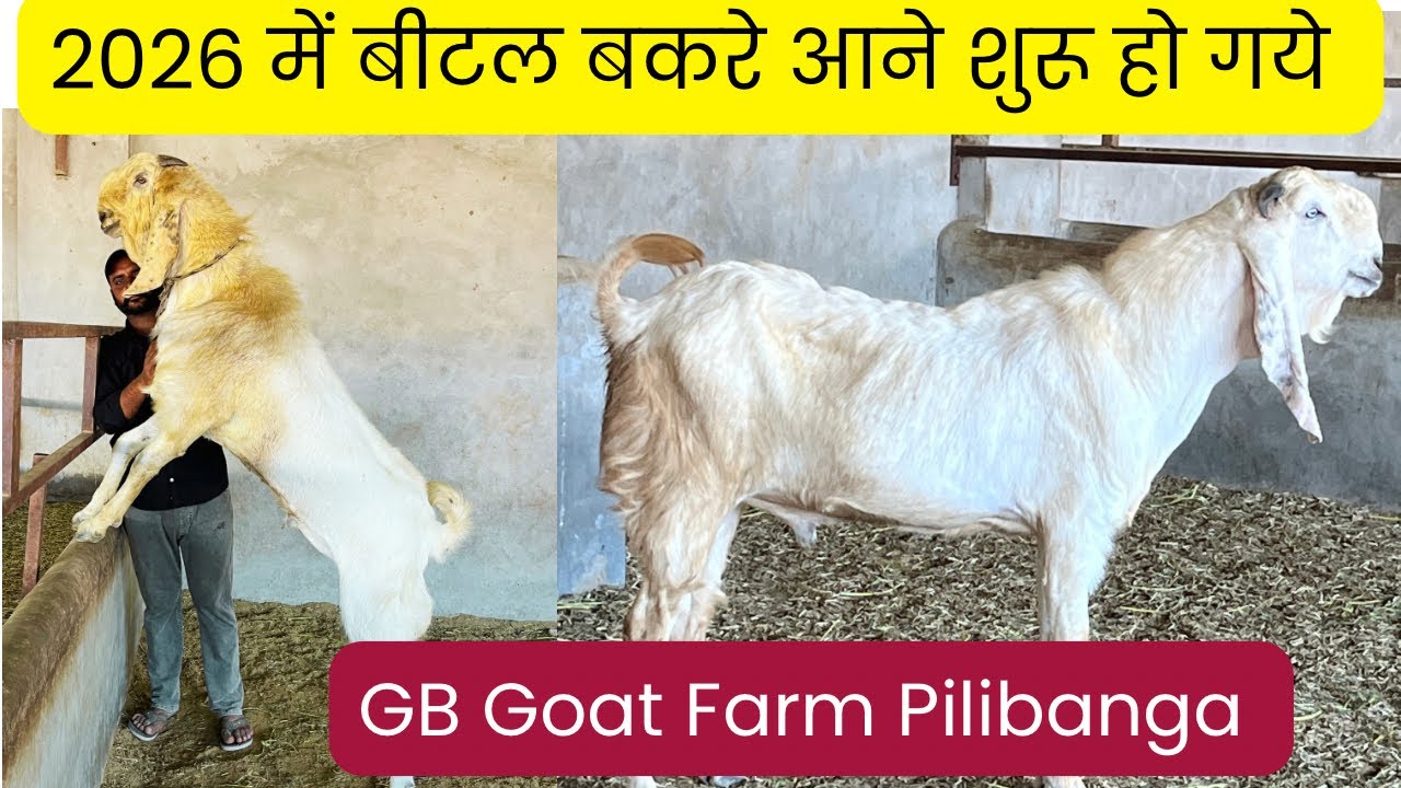 आ गये बीटल बकरे का बड़ा कलेक्शन GB Goat Farm Pilibanga Hanumangarh Rajasthan #goats 