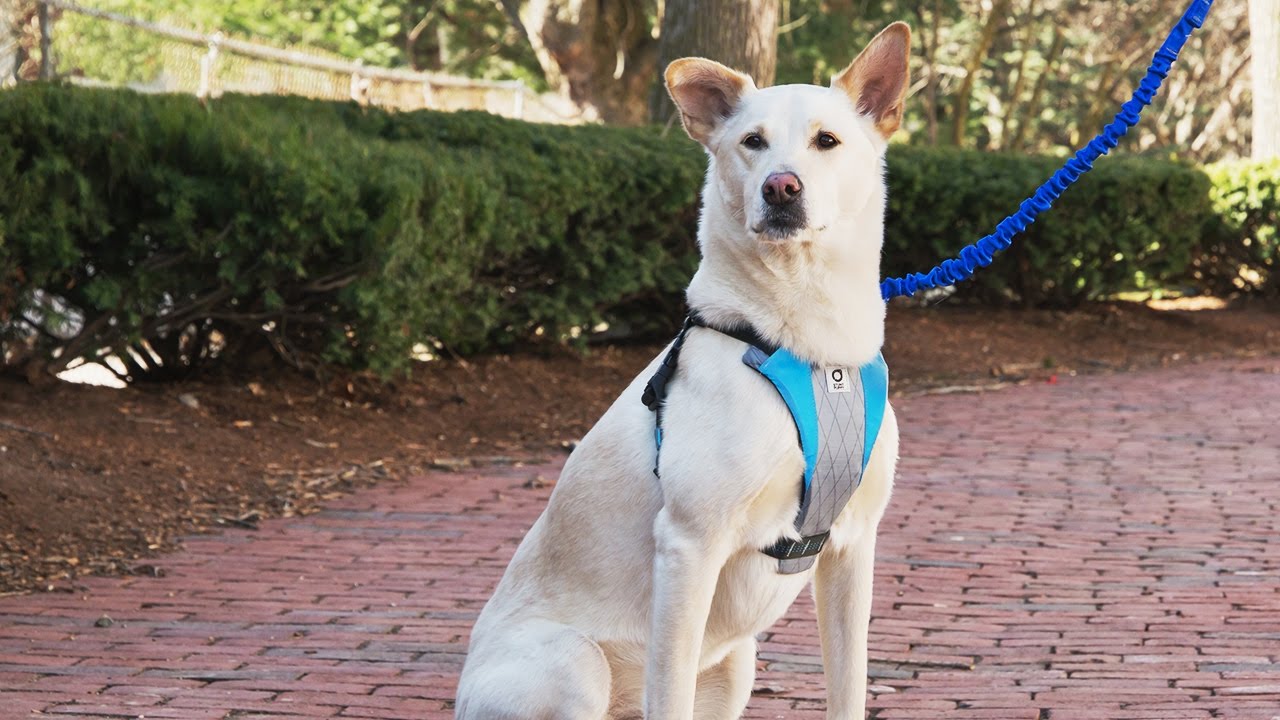 Dog gear that&rsquo;s ruff and tough.