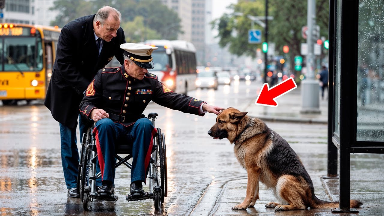 Ich Dachte, Er Wäre Für Immer Verschwunden – Ein Marine Weinte, Als Er Einen Ausgehungerten Hund Sah
