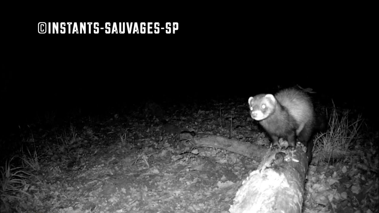 L'intrépide putois s'attaque à une buse et croque une salamandre - instants sauvages SP 2024-02-26