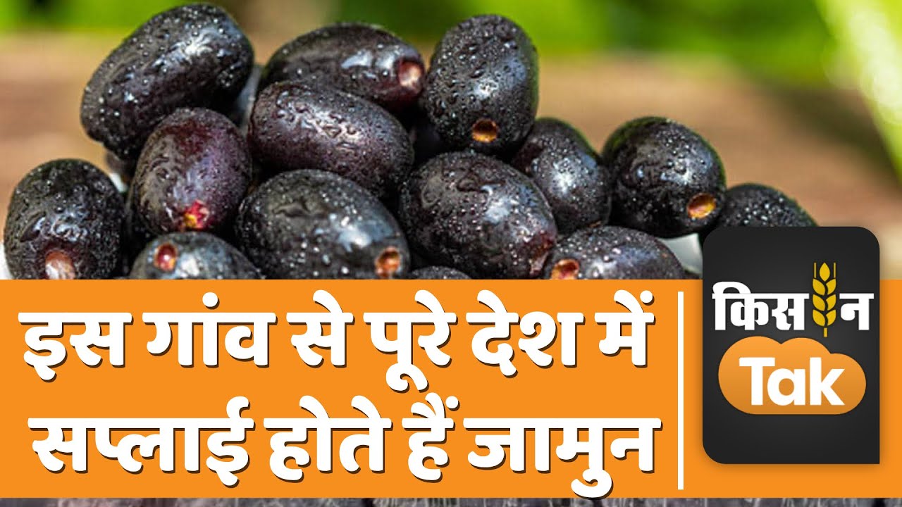 Rajasthan के इन बगीचों से जाते हैं रोजाना 70 ट्रक जामुन, जानें कैसे होती है खेती? | Kisan Tak