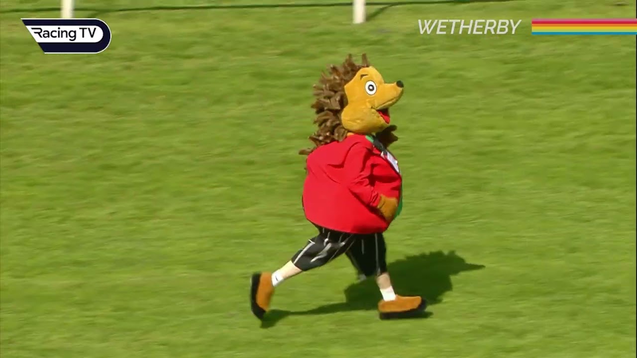 HILARIOUS mascot race at Wetherby! This will definitely put a smile on your face 😃