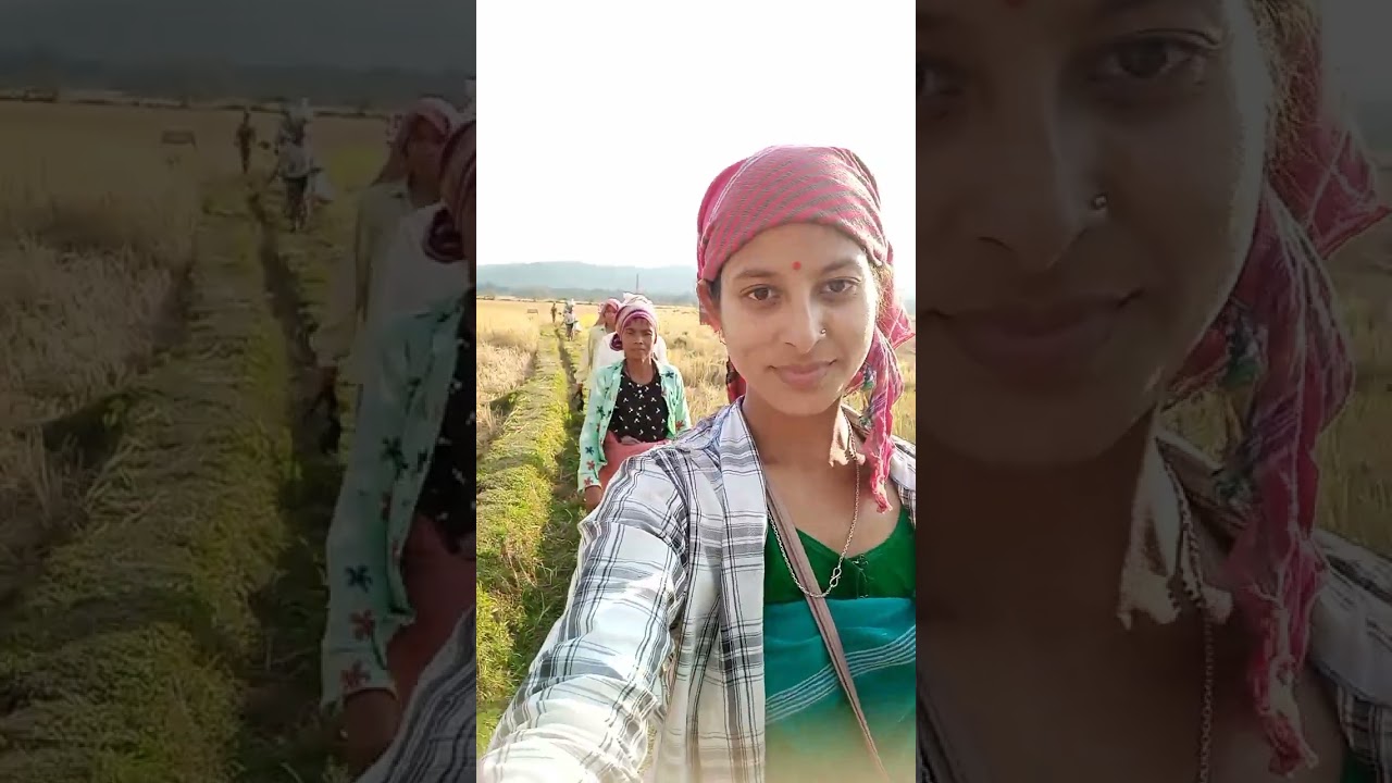 🌾🌾🌾🥰🥰🥰Shot video 2025🌾🌾🌾🌾