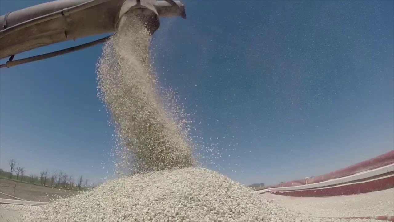 Potato Planting 2020