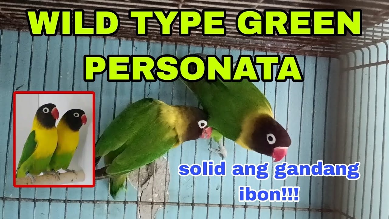wild type green personata (vlog #235)
