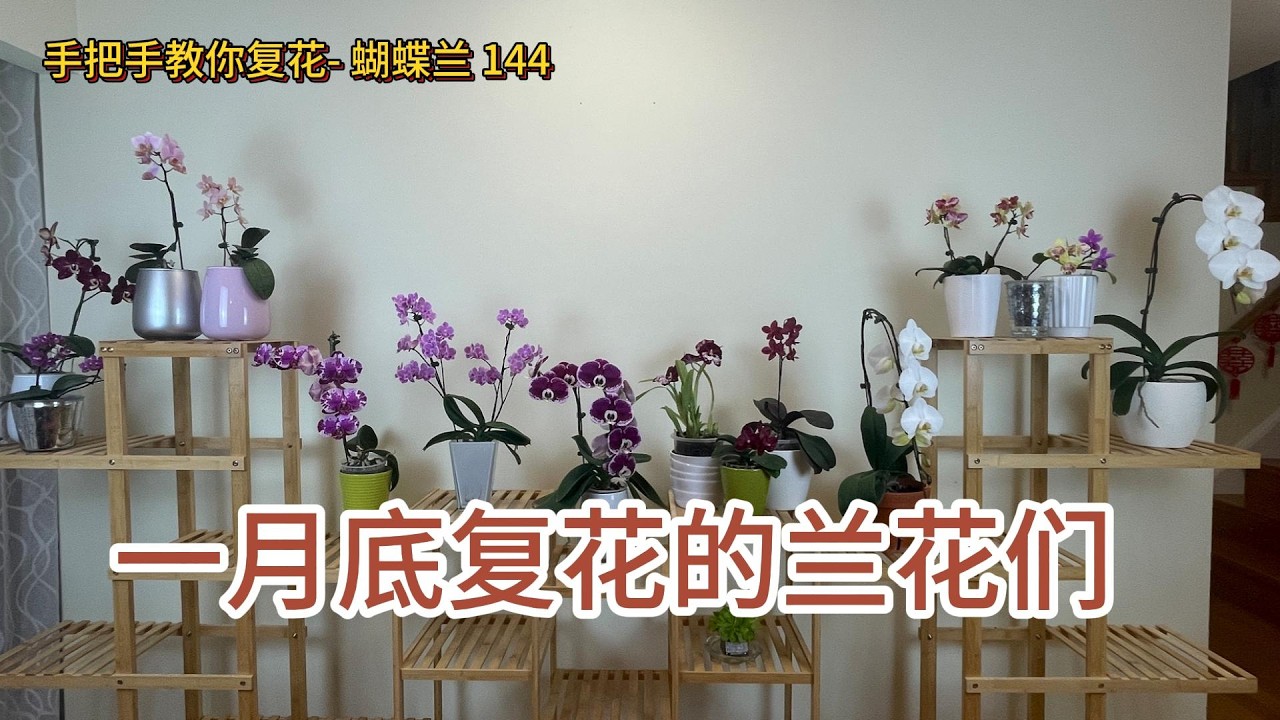 手把手教你复花- 蝴蝶兰 144 一月底复花的兰花们