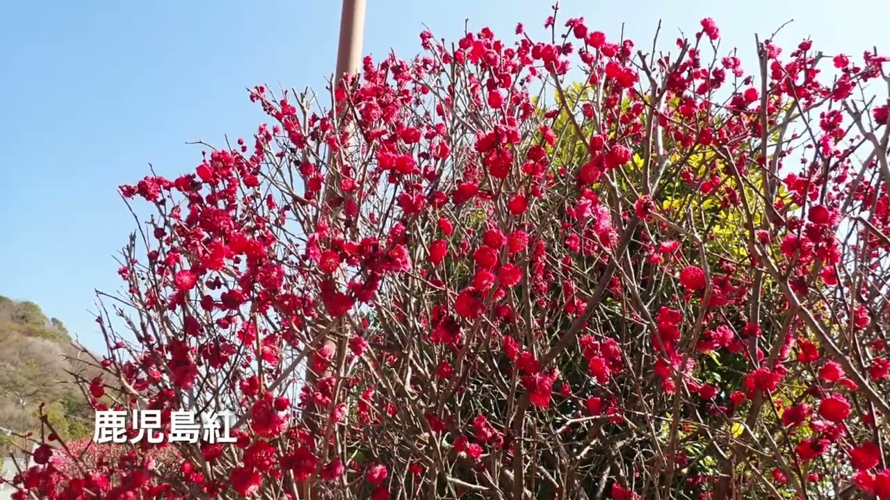 保久良梅林　岡本梅林　ベルビル