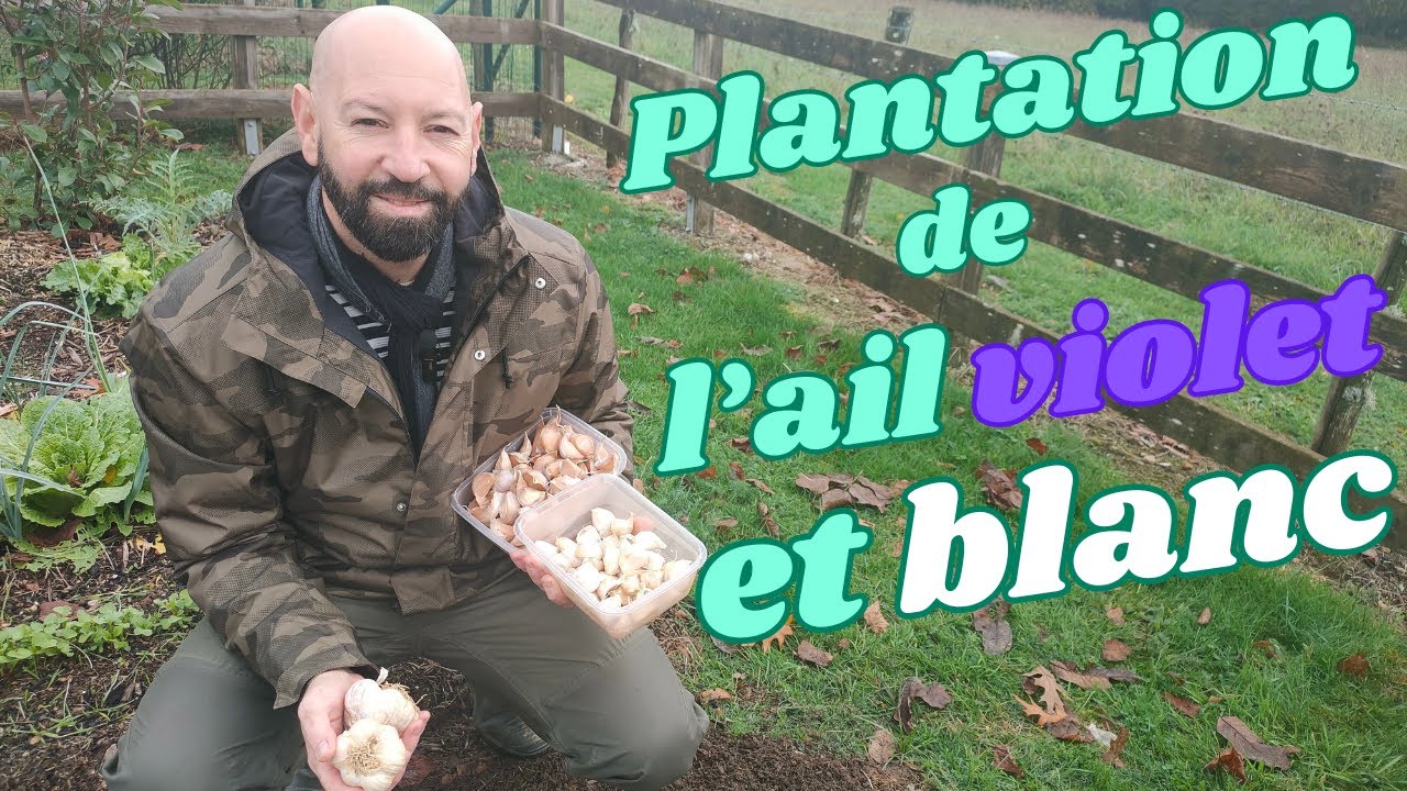 Comment planter l'ail violet et blanc (en automne).