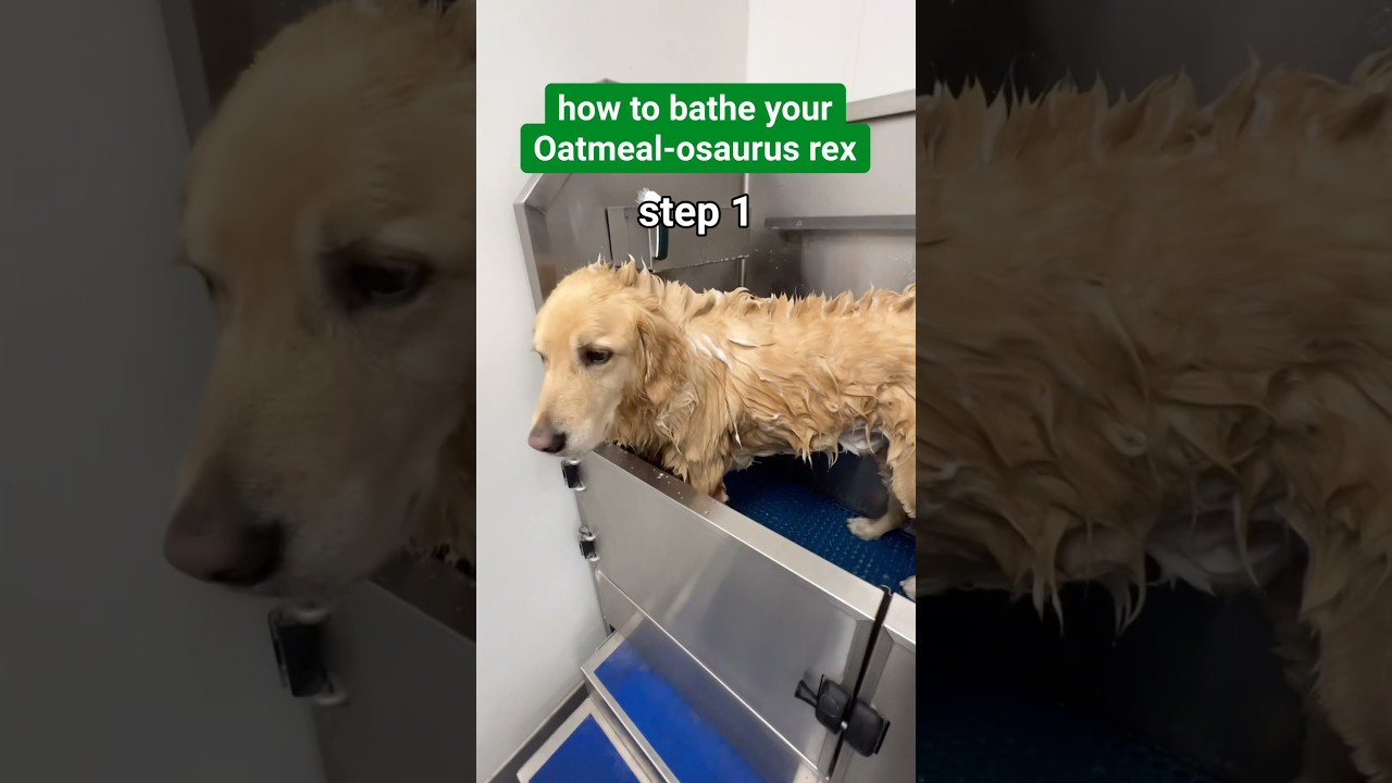 don&rsquo;t forget to dry your oatmeal-osaurus rex too! #dogbath #funnydog #bathtime ​⁠@lolaviehaircare