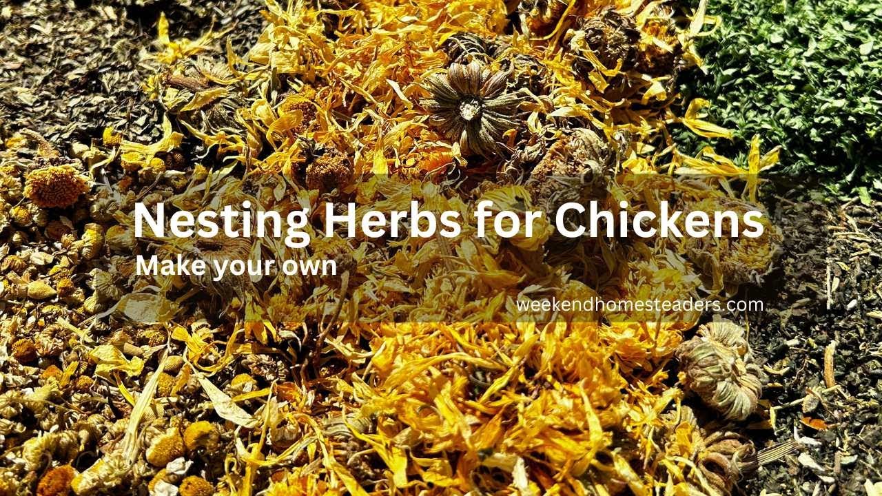 Create a Fresh Herb Blend for Your Chicken Coop!