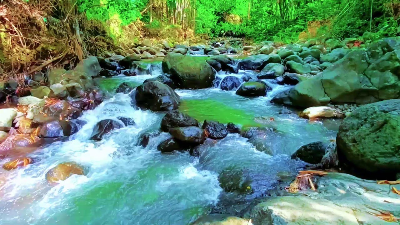 Deep Sleep Nature Sounds with Gentle River Flow Inside a Quiet and Secluded Forest