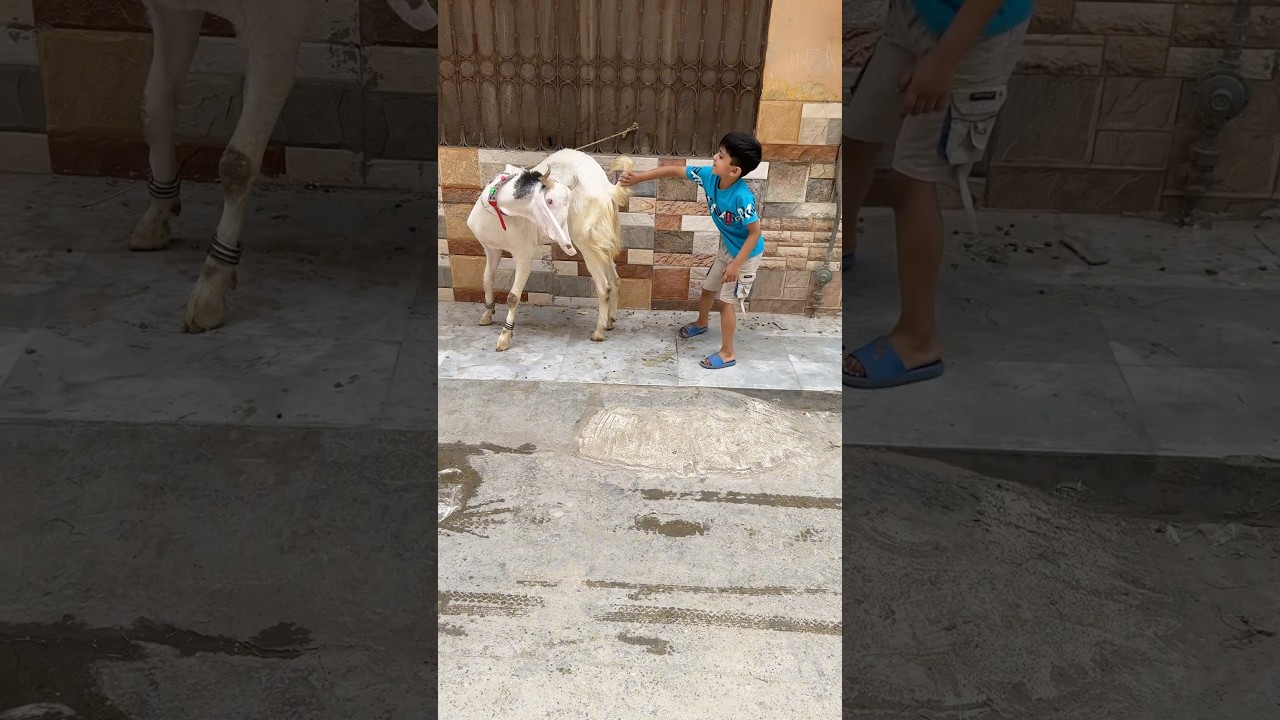 Bakre ki Dum Duba di Bakra pagal hogya 🤭