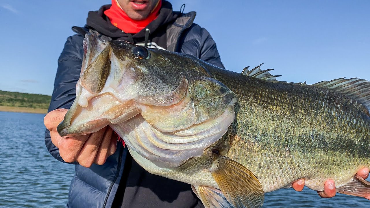 Pesque LOBINA GIGANTE gracias a esta táctica