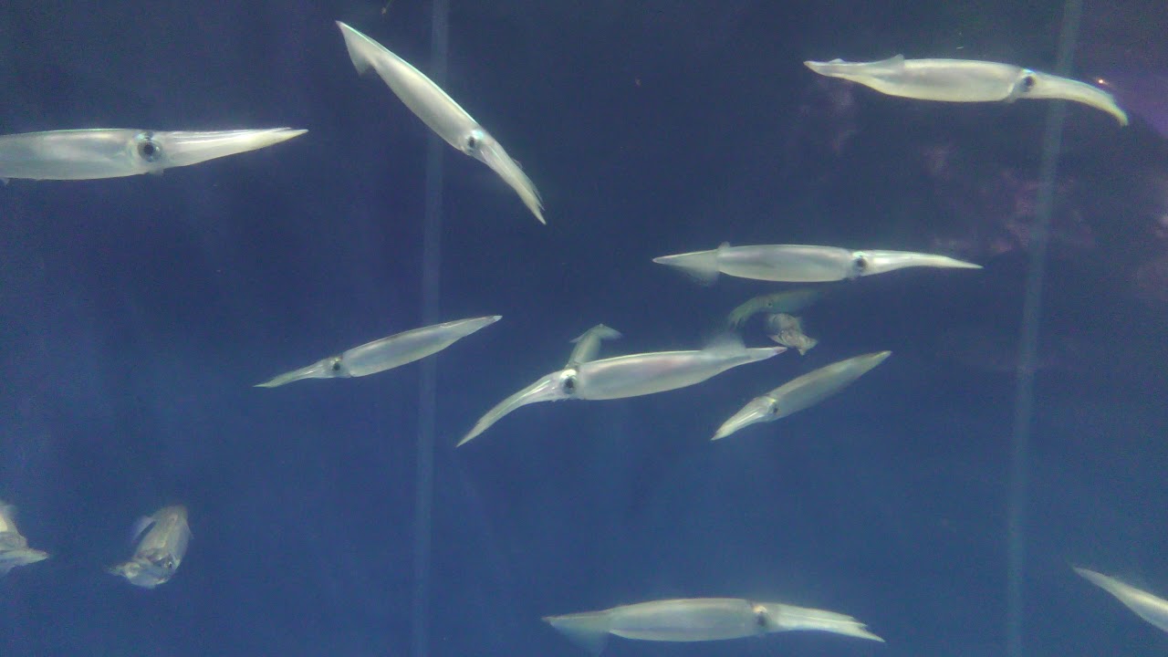 スルメイカ の群泳 (青森県営 浅虫水族館) 2019年8月8日