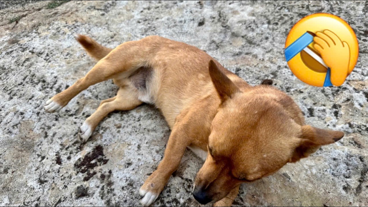 Funniest Cats and Dogs of 2025 😹 You Won’t Stop Laughing! Part 75