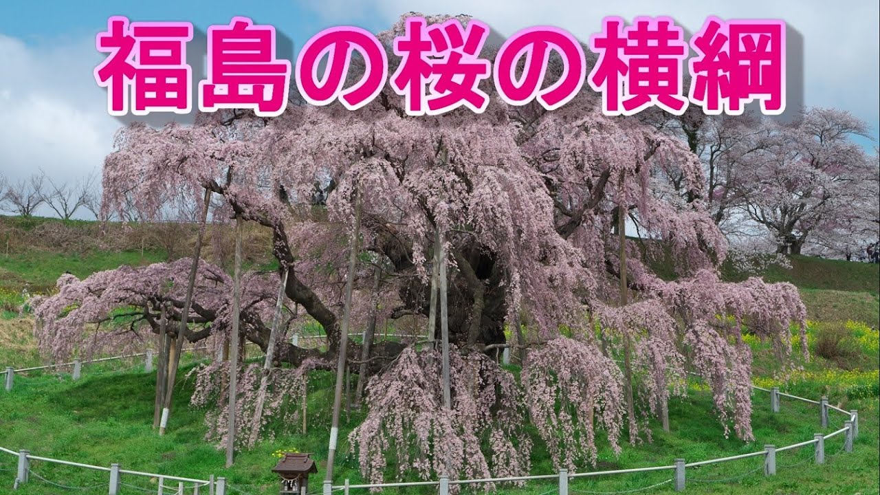 福島の桜の横綱