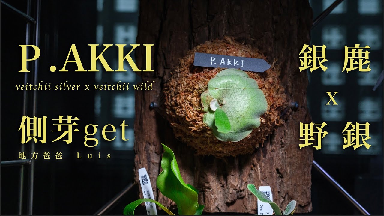 P.Akki 側芽 get | 鹿角蕨 | veitchii silver x veitchii wild | 側芽上板