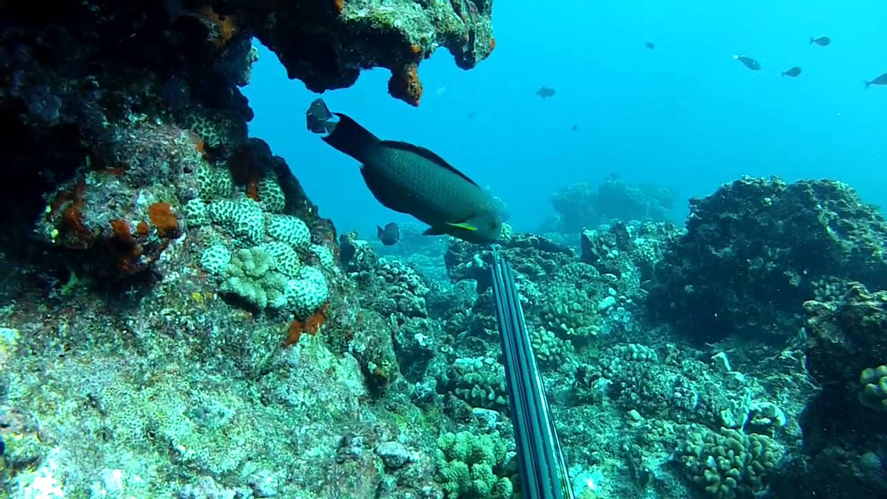 Spearfishing Hawaii (the lost files)