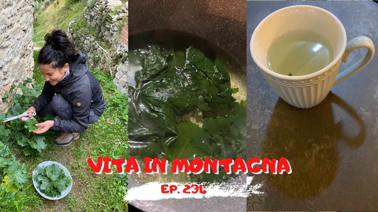 il decotto di Malva - Ep. 234 - Vita in Montagna