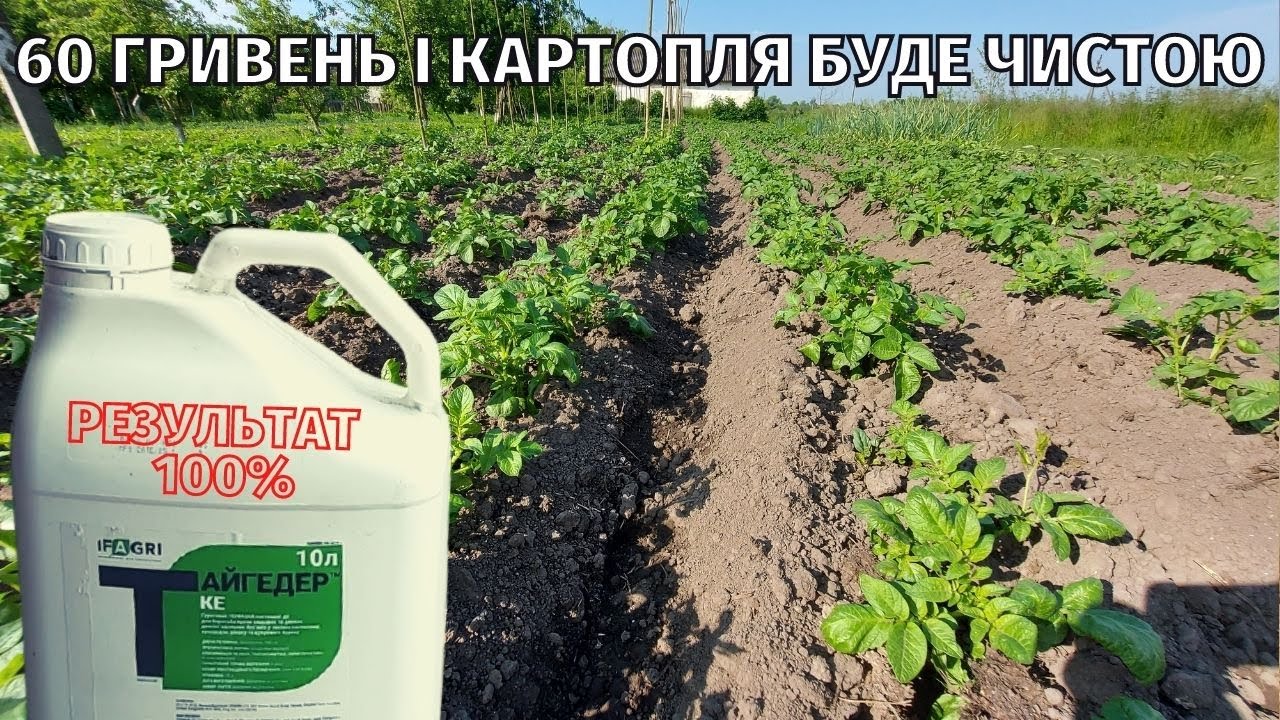 Обробка картоплі досходовим гербіцидом. Результат 100%. Ціна обробки 60 гривень.