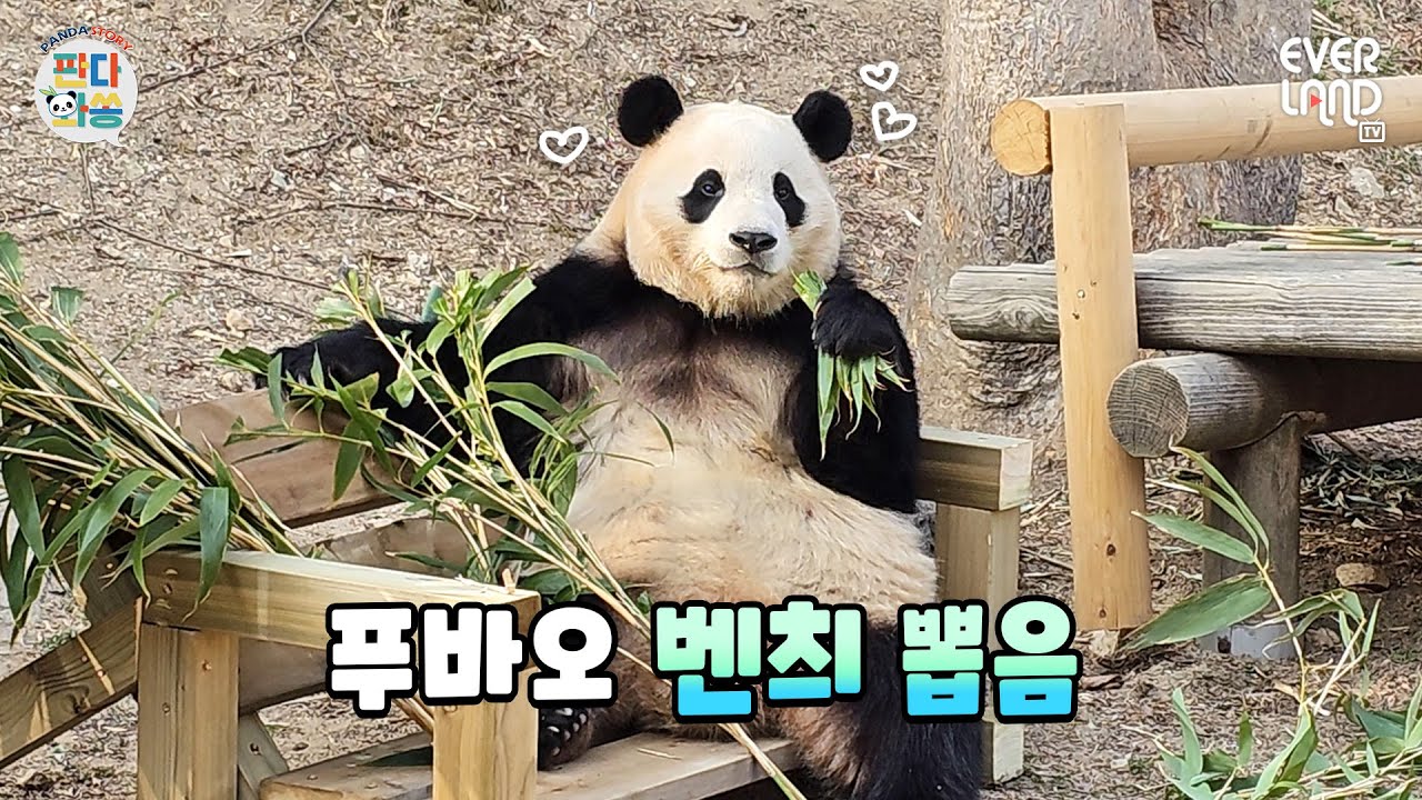 [ENG] S/S 신상 벤치 FOR 푸바오❤│#판다와쏭 #90