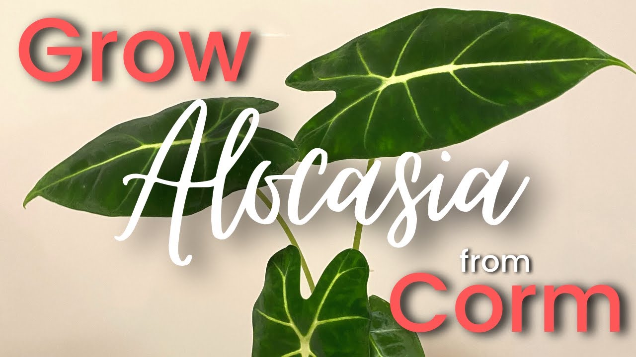 How To Grow ALOCASIA from bulbs (CORMS)