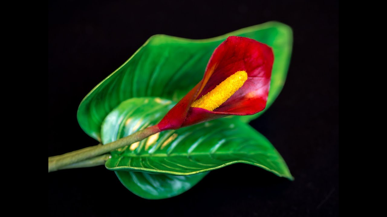 Calla Tutorial / Calla aus Blütenpaste in 7 Farbvarianten
