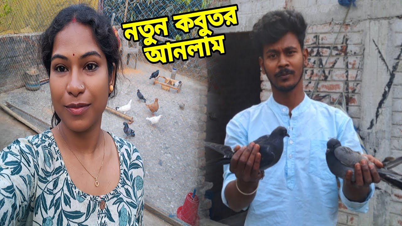 শখের কলোনি তে আবার নতুন করে কবুতর আনলাম || My Birds Caloni Vlog- #newvlog #birdsvlog #petsvlog